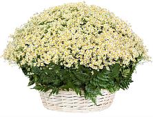 Цветочная композиция из Ромашки в корзине #REPLACE_PRED# Рудничный Кировской области